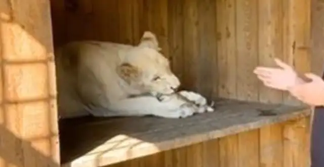The German shepherd became the mother of two little lions