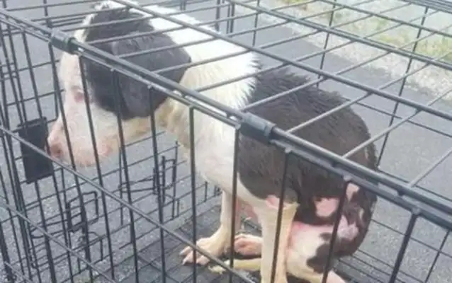 The dog was thrown into a cold lake, bleeding all over his mouth, and the body suffered from severe temperature loss