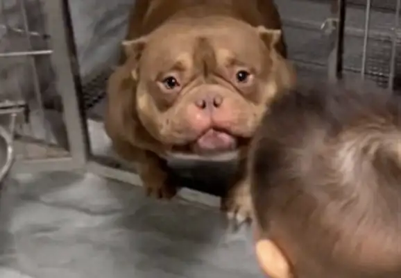 Looks like a ferocious bulldog, but he's very gentle with the kids, and he's got eyes on him: Touch me