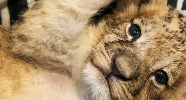 The German shepherd became the mother of two little lions