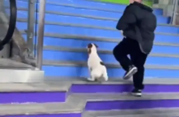 Puppy and baby lined up for a slide fire