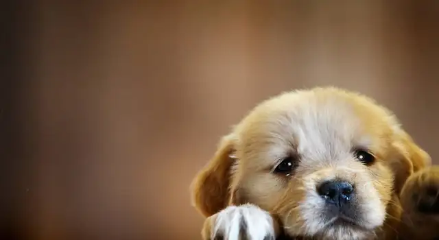 The dog movement, the smile will bring luck to the dog on the street