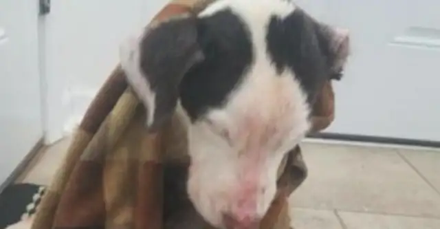 The dog was thrown into a cold lake, bleeding all over his mouth, and the body suffered from severe temperature loss