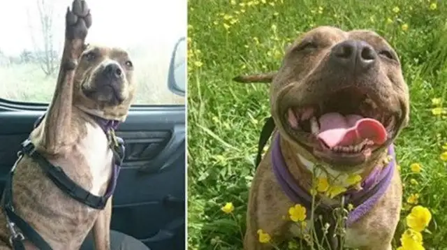 Six years of waiting, the loneliest dog in England was adopted
