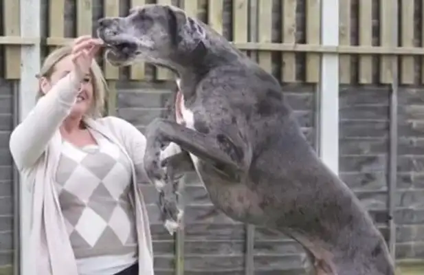 A human dog can be linked to one another