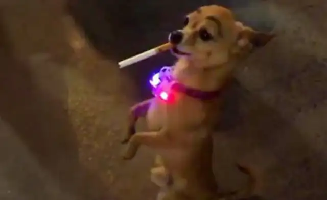 The owner paid for the dog's eyebrows to get smoked and get it into trouble