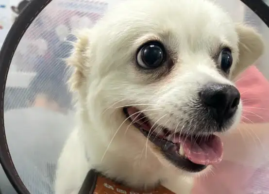 Dirty dog, changed by a roasted intestine, brought home and kept by his master every day