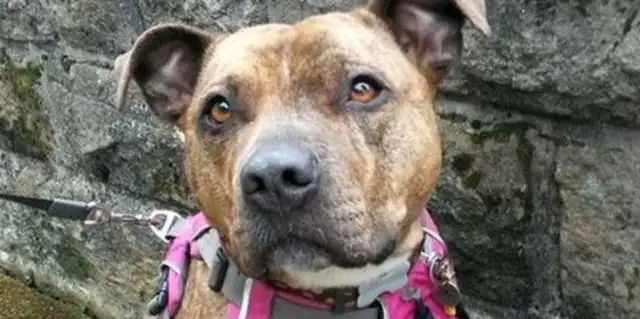Six years of waiting, the loneliest dog in England was adopted