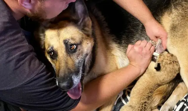 The German shepherd became the mother of two little lions