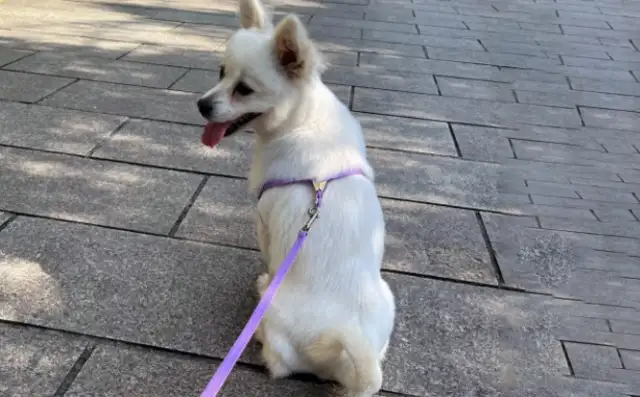 Dirty dog, changed by a roasted intestine, brought home and kept by his master every day