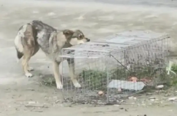 Hubei: The stray dog, who's tied to a thin wire, sheds tears as it leaves its place