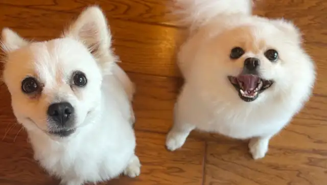 Dirty dog, changed by a roasted intestine, brought home and kept by his master every day
