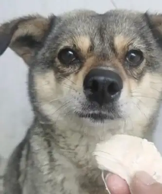 Hubei: The stray dog, who's tied to a thin wire, sheds tears as it leaves its place