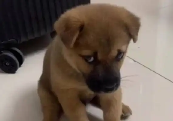 The dog's head is cut into squares, and he's got a feeling of stereo, and he's got a face