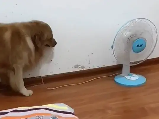 Blonde Dogs like to turn off their hands and turn off the fan they blew, and make the master blow the air conditioning