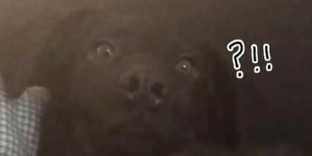It's funny that birds wake up and the dog in his sleep gets punched