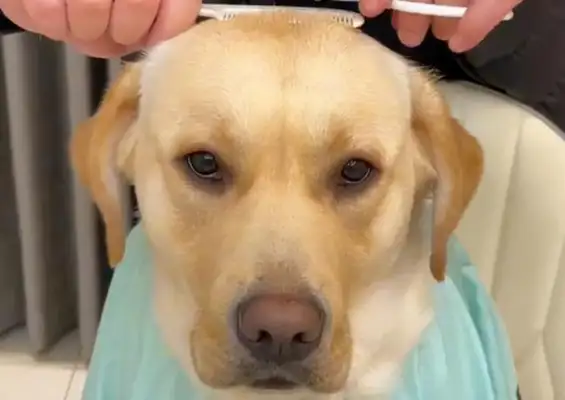 The dog's head is cut into squares, and he's got a feeling of stereo, and he's got a face