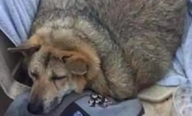 The stray dogs are the fattest dogs in the city because they feed too many good people