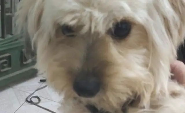 It's like a stray dog on the street, and it's getting more sensitive when it's abandoned