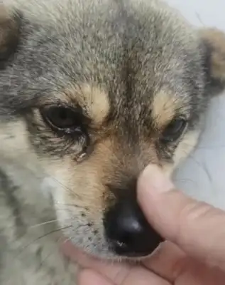 Hubei: The stray dog, who's tied to a thin wire, sheds tears as it leaves its place