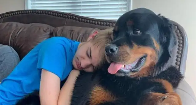 Eighty-two-year-olds only love Labrador, but live with the Bulldogs for a while and fall