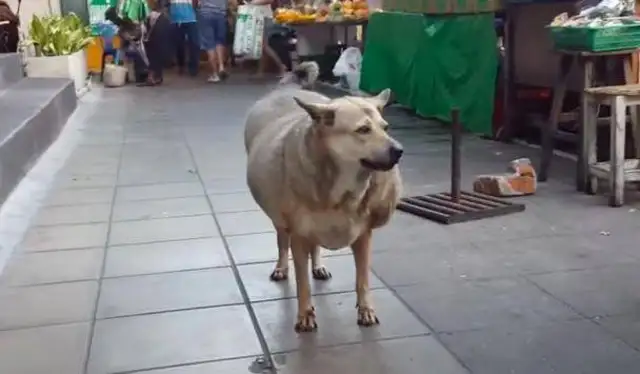 The stray dogs are the fattest dogs in the city because they feed too many good people