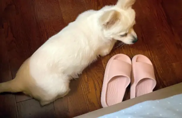 Dirty dog, changed by a roasted intestine, brought home and kept by his master every day