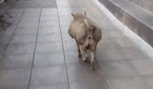 The stray dogs are the fattest dogs in the city because they feed too many good people