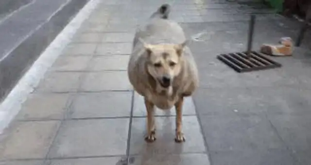 The stray dogs are the fattest dogs in the city because they feed too many good people