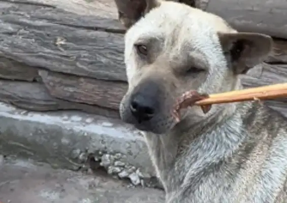 The master gave meat to the field dogs with chopsticks, and he threw it on the floor, and carved it in the bones