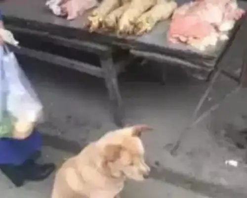 The stray dog sat in front of the meat stand every day and thought he was here to eat, so the boss said,