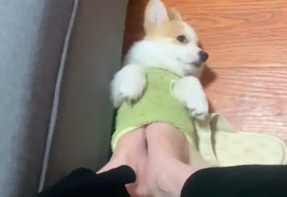 Master's feet are cold. They're in the dog's clothes. Dog: I'm sick