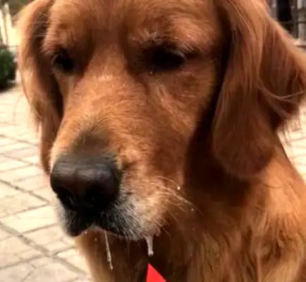 Eat a golden doggy for a yogurt, and the mouth drops down, and the house on the ground laughs