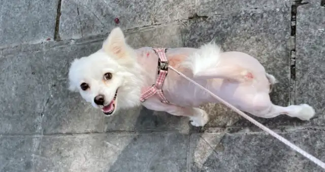 Dirty dog, changed by a roasted intestine, brought home and kept by his master every day