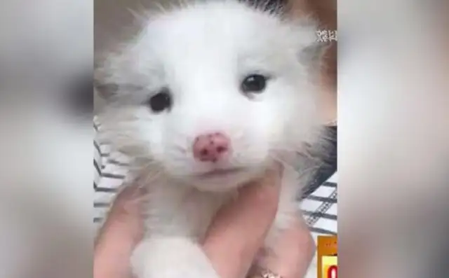 A woman in Shanxi Taiwon bought a silver fox as a pet from a pet store for $1,200