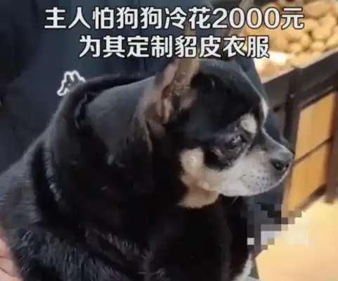 Men spend $2,000 on mink suits for pet dogs