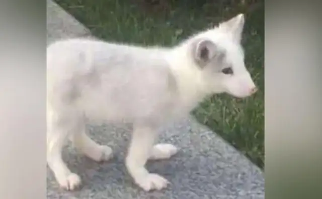 A woman in Shanxi Taiwon bought a silver fox as a pet from a pet store for $1,200