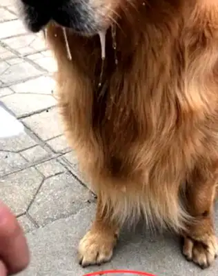 Eat a golden doggy for a yogurt, and the mouth drops down, and the house on the ground laughs