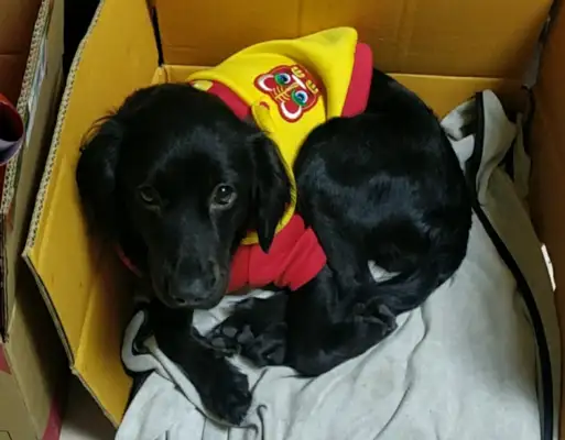Labrado loves this kennel. Every time it's boring, it's here. Dog: Trapped