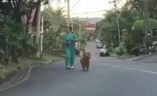 A woman with a bear working in the morning, she walked in and realized she was a pine lion