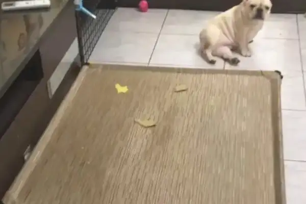 A few boxes of peaches are on the ground, and they're being robbed by three magic fights