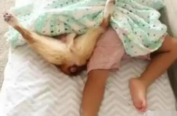 I bought some food downstairs, I went home to see the dog's sleeping pose, and it's really hard to eat