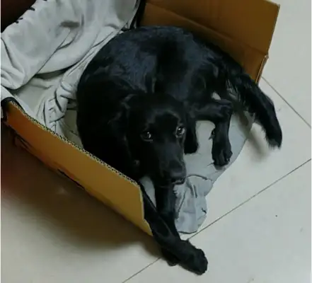 Labrado loves this kennel. Every time it's boring, it's here. Dog: Trapped