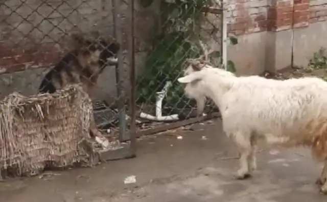 Don't you have a dog? Now I'm scared of a sheep