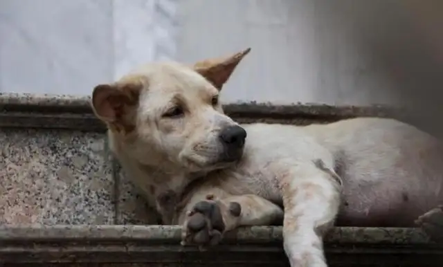 Shinzo, a dog bit many people!