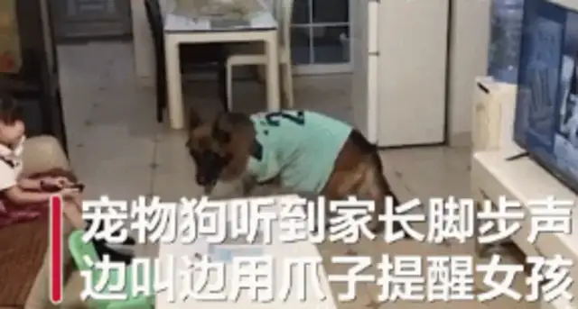 When the master comes home, the dog immediately reminds the master to turn off the TV! But it's still there