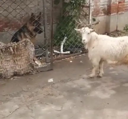 Don't you have a dog? Now I'm scared of a sheep