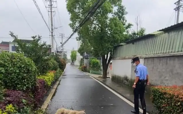 Shinzo, a dog bit many people!
