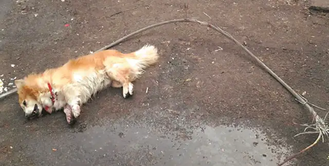 220 volts down, Butterfly Dog was electrocuted