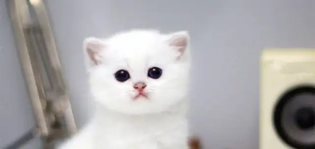 "What about my dog/cat